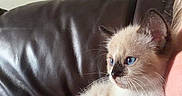 Ivy joined the competition — help win amazing prizes! animal, blanket, blue_eyes, cat, couch, cozy, curious, cute, domestic_animal, face_partial, fur, indoor, kitten, leather, patterned_blanket, person, pet, siamese, small, young