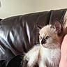 Ivy joined the competition — help win amazing prizes! kitten, cat, siamese, blue_eyes, fur, pet, animal, couch, leather, person, face_partial, blanket, patterned_blanket, indoor, cozy, curious, young, small, cute, domestic_animal
