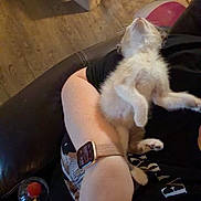 Ivy joined the competition — help win amazing prizes! kitten, cat, sleeping, arm, watch, smartwatch, couch, person, furniture, floor, cat_tree, resting, nap, indoor, home, pet, relaxing, black_clothing, wood_floor, cute