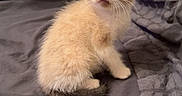 Ivy is registered to the contest to win money with this photo: kitten, cat, blue_eyes, fur, pet, cute, indoor, bed, blanket, feline, animal, small, young, curious, whiskers, ears, tail, domestic, soft, resting