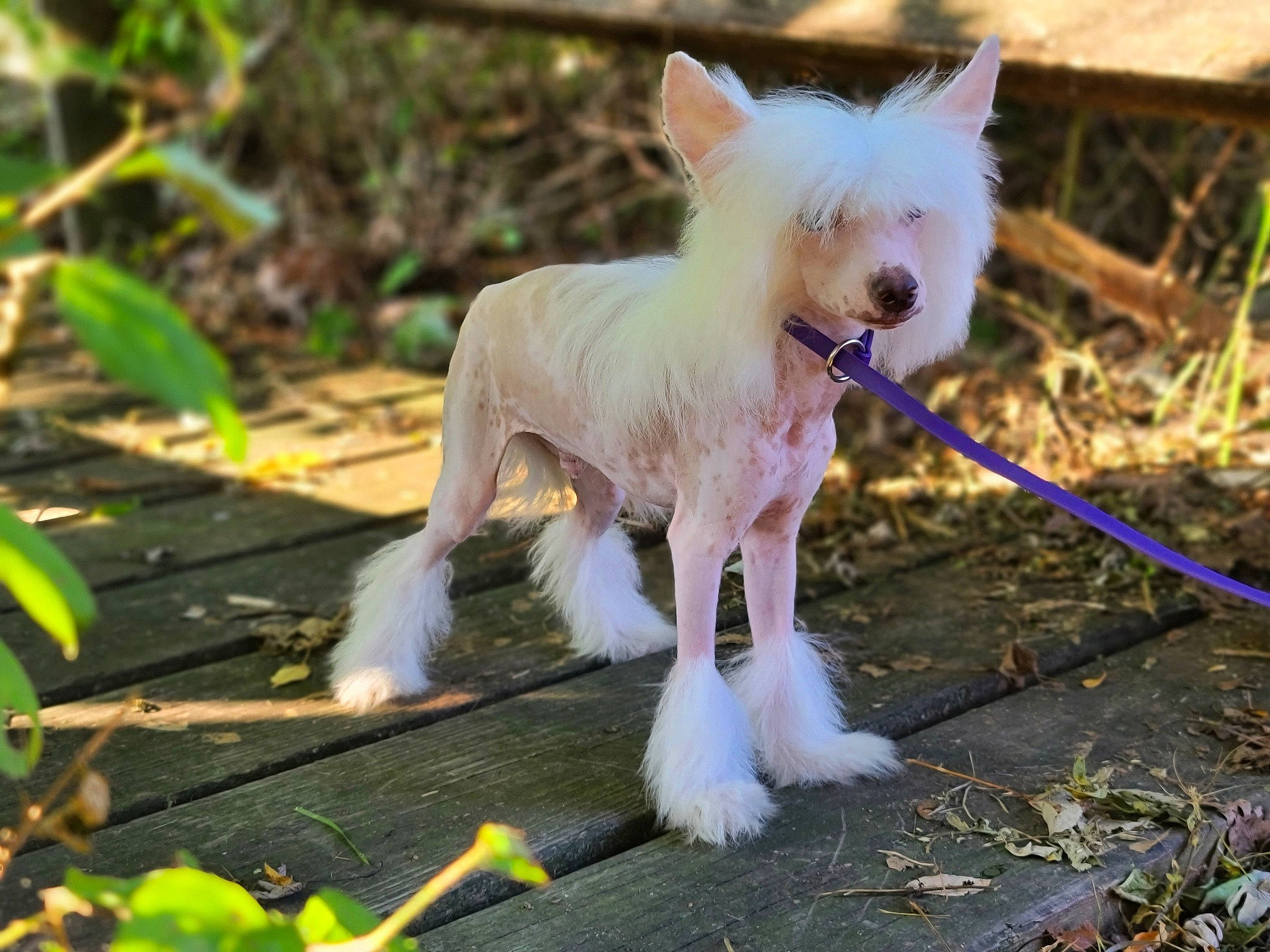 Harry is registered to the contest to win money with this photo: canidae, carnivore, collar, companion_dog, dog, dog_breed, dog_supply, fawn, grass, leash, pet_supply, plant, small_terrier, snout, tail, terrestrial_animal, terrestrial_plant, terrier, toy_dog, working_animal