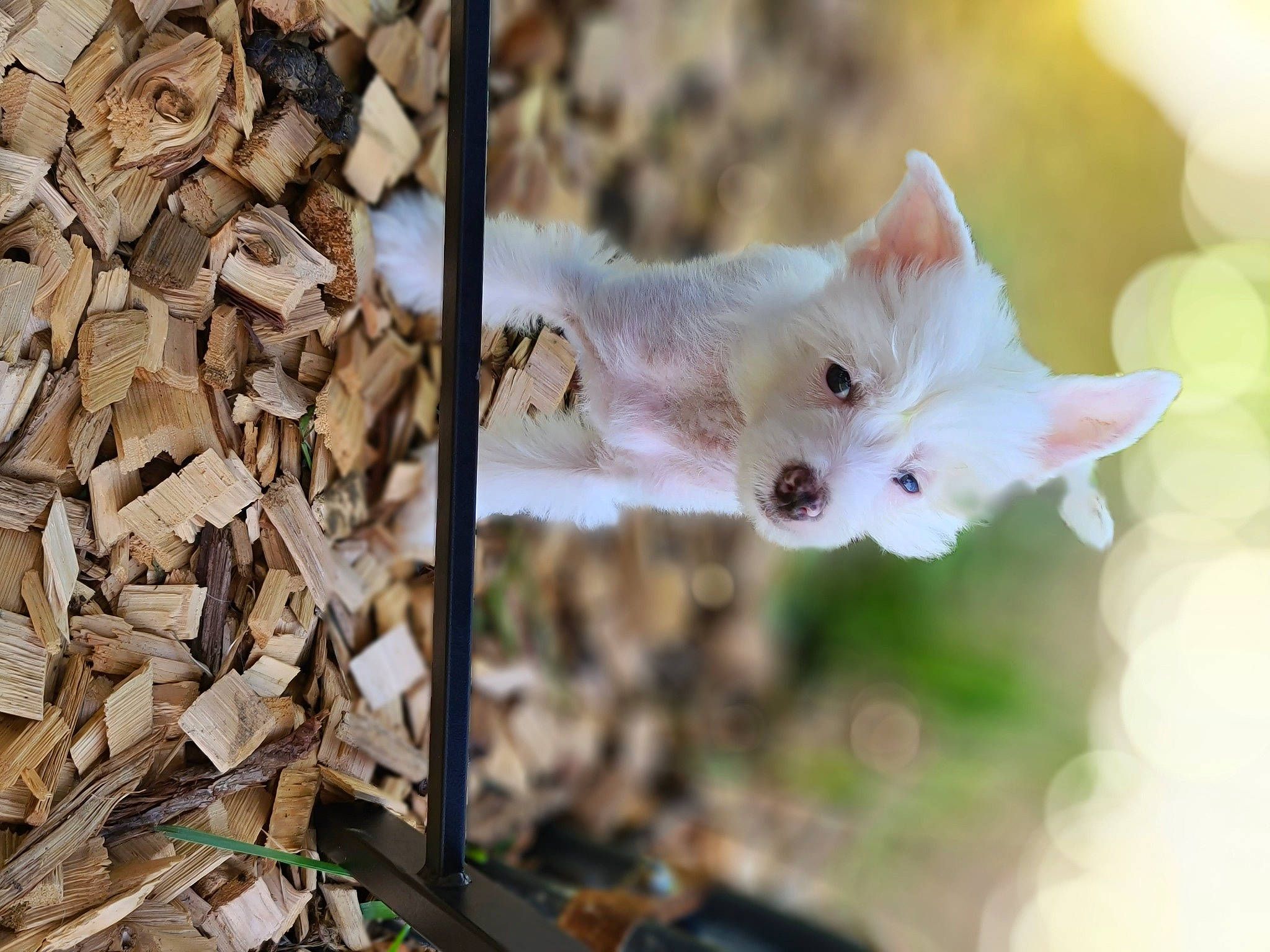 Harry joined the competition — help win amazing prizes! branch, carnivore, cat, event, fawn, felidae, fur, grass, organism, plant, small_to_medium_sized_cats, snout, tail, terrestrial_animal, tree, trunk, twig, whiskers, wildlife, wood