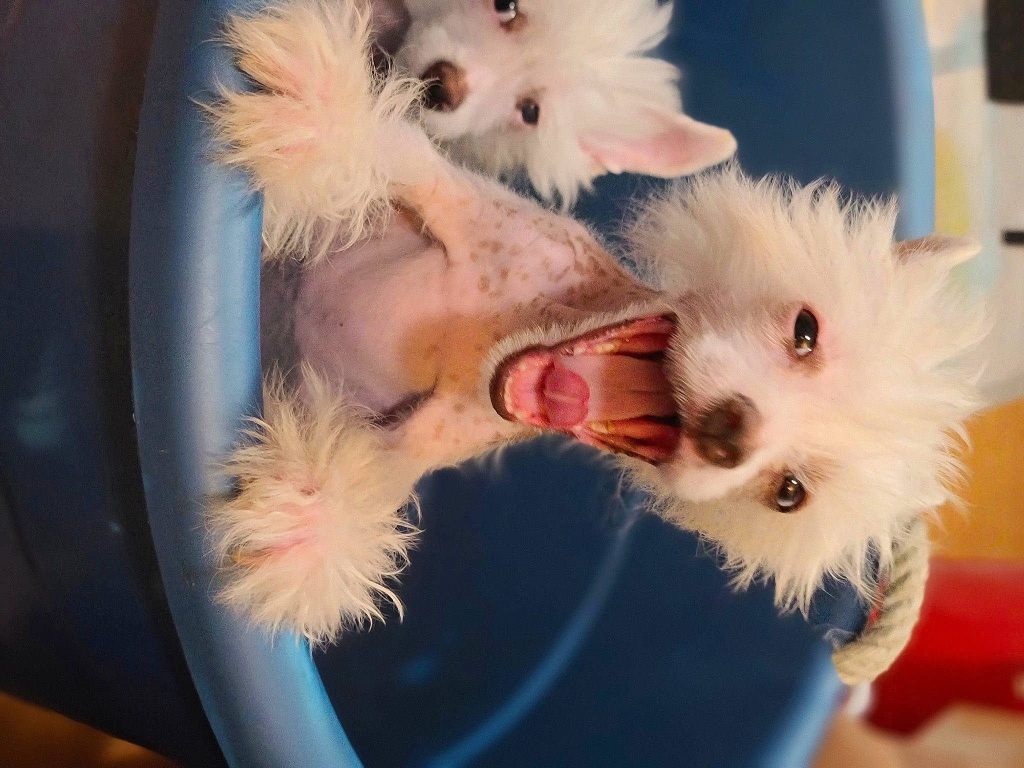 Harry is registered to the contest to win money with this photo: carnivore, companion_dog, dog, dog_breed, dog_clothes, dog_supply, ear, fang, fawn, felidae, fur, paw, puppy_love, small_terrier, sunglasses, tail, terrier, toy, toy_dog, whiskers