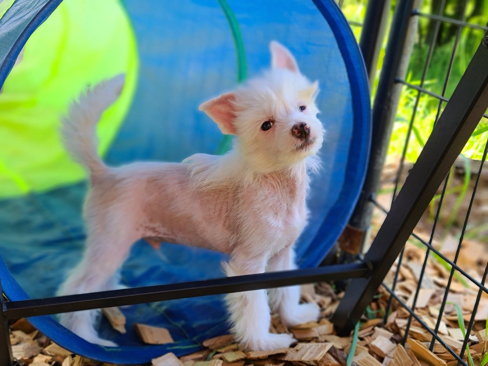 Harry is registered to the contest to win money with this photo: canidae, carnivore, companion_dog, dog, dog_breed, electric_blue, fawn, felidae, fence, fur, grass, plant, small_terrier, snout, sporting_group, tail, terrestrial_animal, terrier, toy_dog, whiskers