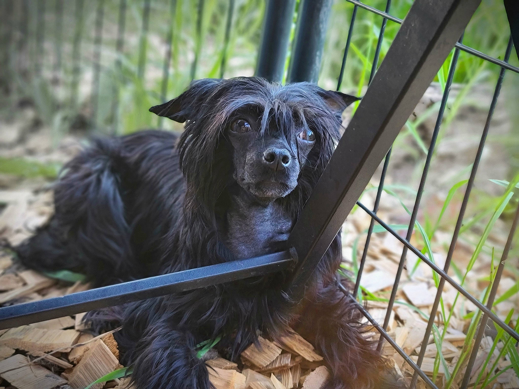 Emberz is registered to the contest to win money with this photo: borador, canidae, carnivore, companion_dog, dog, dog_breed, dog_collar, dog_supply, fence, forest, fur, grass, liver, plant, tail, terrestrial_animal, tree, wood, working_animal, working_dog