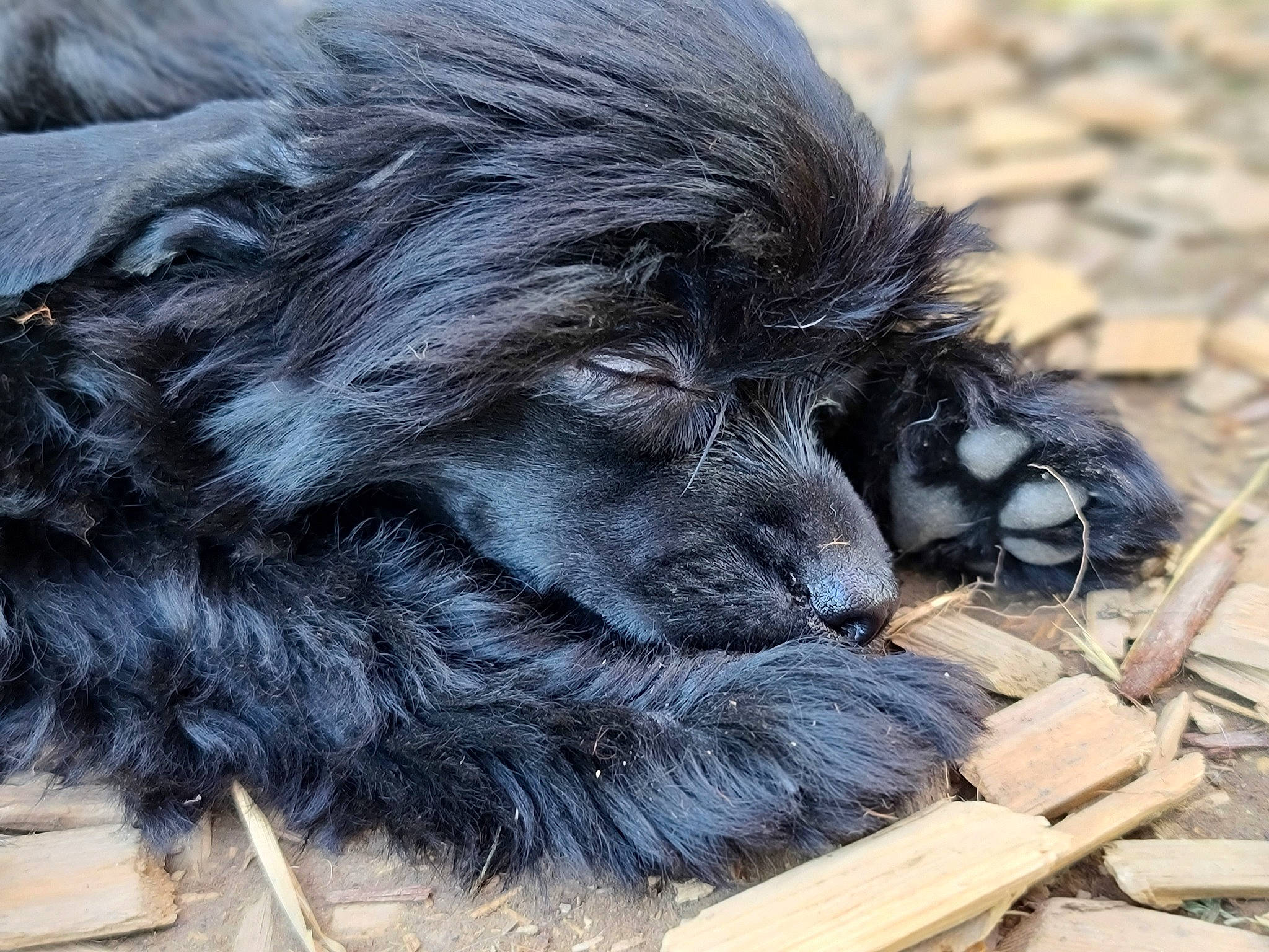 Emberz is registered to the contest to win money with this photo: ancient_dog_breeds, canidae, carnivore, claw, companion_dog, dog, dog_breed, eye, fur, giant_dog_breed, liver, paw, puppy, snout, spaniel, sporting_group, terrestrial_animal, whiskers, wildlife, working_animal