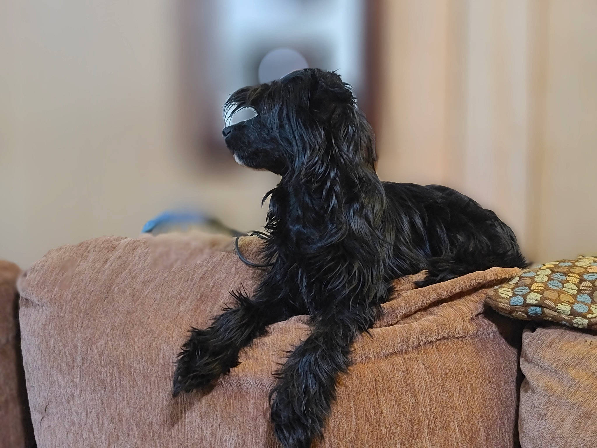 Emberz joined the competition — help win amazing prizes! canidae, carnivore, claw, companion_dog, dog, dog_breed, feather, fur, liver, non_sporting_group, snout, sporting_group, tail, terrestrial_animal, water_dog, wood, working_animal