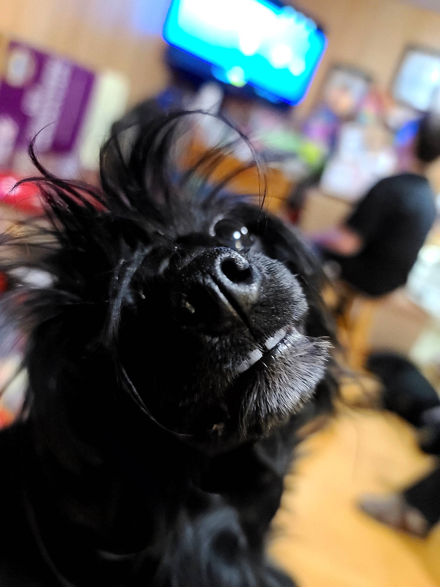 Emberz joined the competition — help win amazing prizes! audio_equipment, black_hair, canidae, carnivore, companion_dog, conformation_show, cosplay, costume, crowd, dog, dog_breed, event, fun, fur, snout, sporting_group, television, toy_dog, whiskers, working_animal