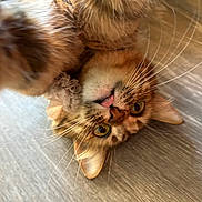Zara is registered to the contest to win money with this photo: cat, tabby, fluffy, whiskers, playful, tongue_out, upside_down, wooden_floor, pet, close_up, curious, feline, cute, domestic_animal, animal, indoor, funny_face, portrait, mischievous, relaxed