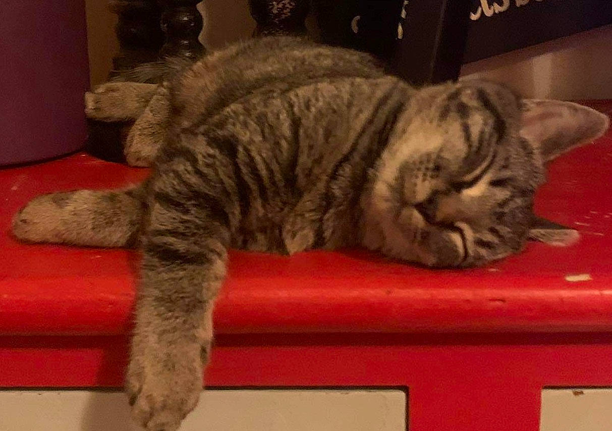 Mogwai participe au concours pour gagner de l'argent avec cette photo : carnivore, cat, domestic_short_haired_cat, felidae, fur, pet_supply, small_to_medium_sized_cats, snout, tabby_cat, tail, vertebrate, whiskers