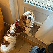 Tomy participe au concours pour gagner de l'argent avec cette photo : dog, cavalier_king_charles_spaniel, pet, indoor, wooden_floor, red_harness, looking_up, curtain, door, window, yellow_chair, flooring, fur, companion, cute, animal, domestic_animal, small_dog, ears, tail