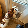 dog, cavalier_king_charles_spaniel, pet, indoor, wooden_floor, red_harness, looking_up, curtain, door, window, yellow_chair, flooring, fur, companion, cute, animal, domestic_animal, small_dog, ears, tail