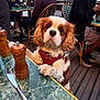 Tomy participe au concours pour gagner de l'argent avec cette photo : dog, cavalier_king_charles_spaniel, pet, outdoor, cafe, table, green_marble, wooden_floor, people, chairs, leisure, waiting, cute, animal, fur, brown_and_white, harness, nose, paws, expression