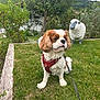 Tomy participe au concours pour gagner de l'argent avec cette photo : dog, grass, leash, harness, statue, sheep_statue, garden, tree, greenery, outdoor, pet, animal, canine, nature, lawn, cloudy_sky, shrub, fur, portrait, cute