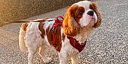 Tomy a rejoint le concours — aidez-le/la à gagner de superbes lots ! dog, cavalier_king_charles_spaniel, leash, harness, outdoor, sunset, beach, ocean, sky, pet, walking, curious, brown_and_white, fur, animal, side_view, pavement, sunlight, nature, calm