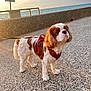 dog, cavalier_king_charles_spaniel, leash, harness, outdoor, sunset, beach, ocean, sky, pet, walking, curious, brown_and_white, fur, animal, side_view, pavement, sunlight, nature, calm