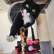 Ruby participe au concours pour gagner de l'argent avec cette photo : cat, black_and_white, cat_tree, cat_toys, scratching_post, paw, whiskers, yellow_eyes, indoor, playful, feline, pet, furry, close_up, leopard_pattern, feathers, carpet, blanket, home, curious
