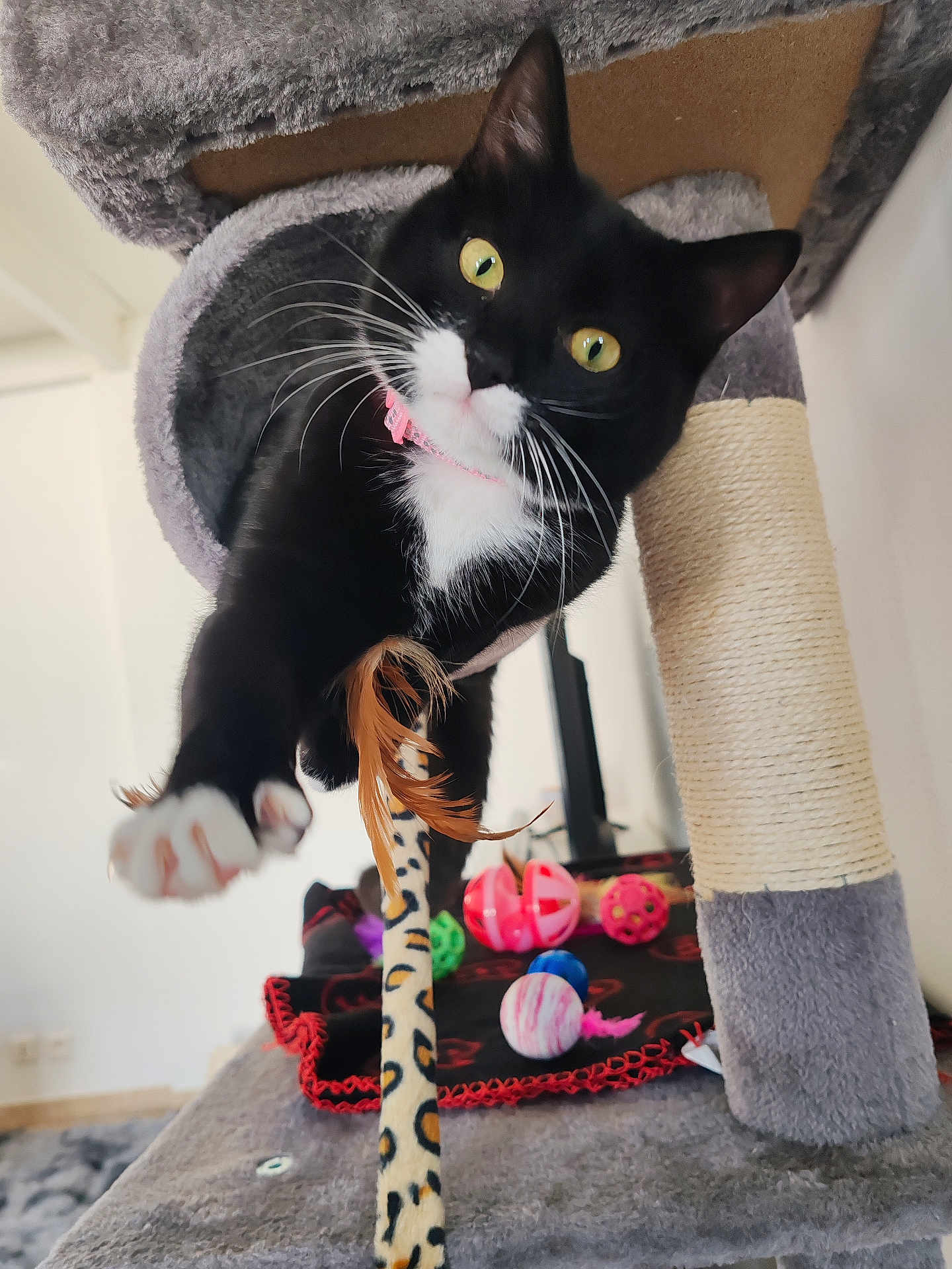 Ruby participe au concours pour gagner de l'argent avec cette photo : cat, black_and_white, cat_tree, cat_toys, scratching_post, paw, whiskers, yellow_eyes, indoor, playful, feline, pet, furry, close_up, leopard_pattern, feathers, carpet, blanket, home, curious