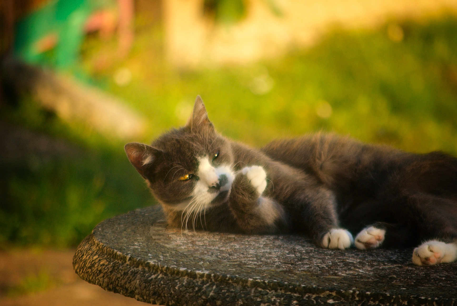 Luna participe au concours pour gagner de l'argent avec cette photo : cat, grey_cat, white_paws, table, outdoor, sunlight, garden, relaxed, feline, pet, whiskers, fur, resting, animal, nature, closeup, soft_focus, daylight, paw, mammal