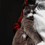Luna participe au concours pour gagner de l'argent avec cette photo : cat, sleeping, gray_cat, white_paws, cozy, close_up, furry, pet, animal, resting, indoor, soft_light, human, patterned_shirt, blanket, comfort, cute, whiskers, relaxed, domestic_cat