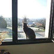 Luna participe au concours pour gagner de l'argent avec cette photo : cat, window, frost, morning, countryside, landscape, tree, house, vase, flowers, indoor, sill, gray_cat, sunlight, nature, quiet, peaceful, fence, outdoor_view, animal