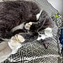 cat, gray_cat, white_paws, sleeping, bedspread, patterned_bedspread, indoor, cozy, furry, pet, cute, resting, animal, domestic_cat, whiskers, paw, bed, relaxed, fur, home
