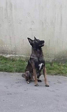 Boyka a rejoint le concours — aidez-le/la à gagner de superbes lots ! ancient_dog_breeds, asphalt, canidae, carnivore, companion_dog, dog, dog_breed, fog, grass, guard_dog, landscape, non_sporting_group, plant, road_surface, sporting_group, tail, terrestrial_animal, working_animal, working_dog