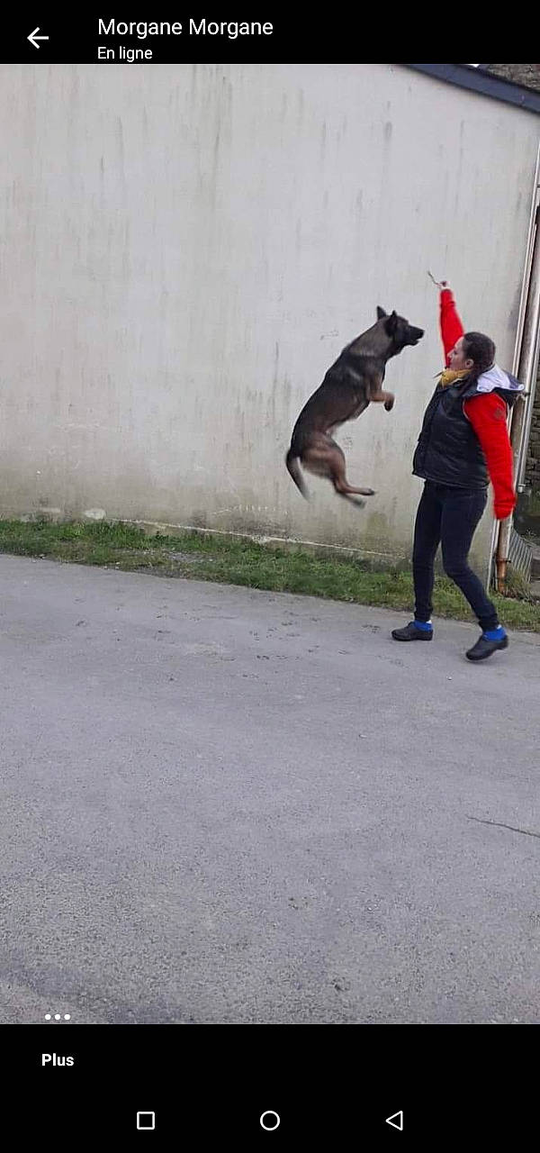 Boyka participe au concours pour gagner de l'argent avec cette photo : animal_sports, asphalt, canidae, cap, carnivore, dog, dog_breed, dog_sports, extreme_sport, fun, hat, recreation, road_surface, sporting_group, sports, tail, walking