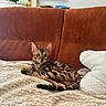 Masha participe au concours pour gagner de l'argent avec cette photo : cat, bengal_cat, pet, animal, feline, spotted, striped, brown, black, green_eyes, whiskers, ears, tail, lying_down, relaxed, blanket, sofa, cushion, indoors, portrait