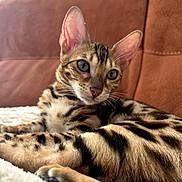 Masha a rejoint le concours — aidez-le/la à gagner de superbes lots ! cat, bengal_cat, feline, pet, animal, striped_fur, spotted_fur, green_eyes, large_ears, whiskers, close_up, portrait, lounging, relaxed, couch, blanket, indoor, brown_fur, cute, photography