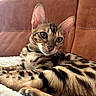 cat, bengal_cat, feline, pet, animal, striped_fur, spotted_fur, green_eyes, large_ears, whiskers, close_up, portrait, lounging, relaxed, couch, blanket, indoor, brown_fur, cute, photography