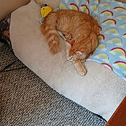 Louie joined the competition — help win amazing prizes! cat, orange_tabby, pet, sleeping, cushion, blanket, rainbow_pattern, indoor, carpet, furniture, cozy, resting, animal, feline, soft_texture, corner, home, relaxed, cute, domestic