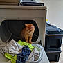 Louie is registered to the contest to win money with this photo: cat, orange_cat, dryer, laundry, clothes, towels, household, indoor, curious, pet, appliance, fabric, folded_towels, flooring, plastic_box, stack, window, daylight, home, linen