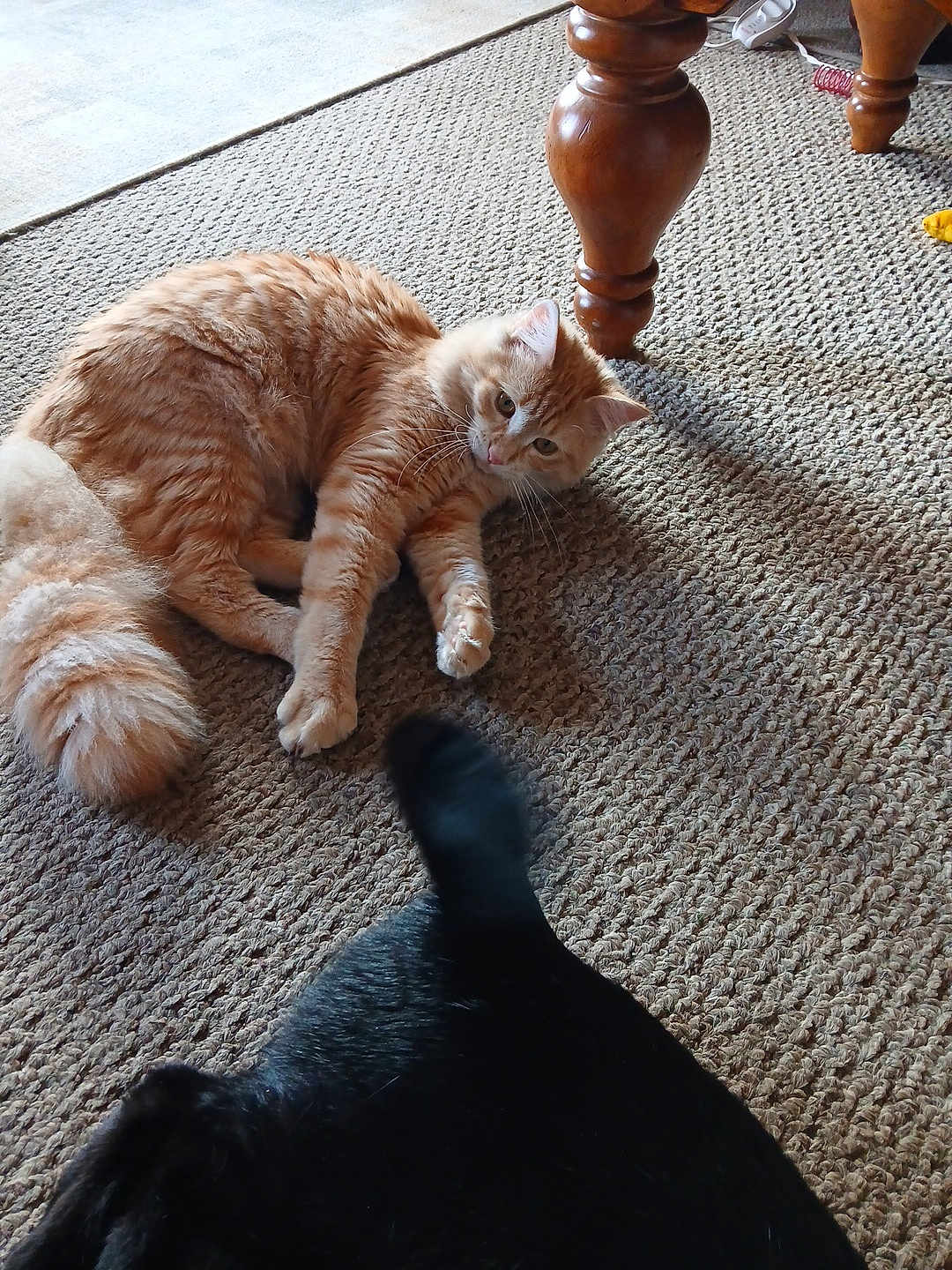 Louie joined the competition — help win amazing prizes! orange_tabby_cat, black_dog, carpet, indoor, pet, animal, tail, fur, curious, lying_down, wooden_table_leg, texture, domestic, floor, playful, resting, furniture, cozy, companion, friendship