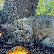 Oliver is registered to the contest to win money with this photo: cat, tabby_cat, feline, tree_trunk, bark, mulch, ground, outdoors, nature, eyes, whiskers, collar, id_tag, close_up, portrait, sunlight, shadow, leaf, toy, catnip