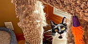 Lokie is registered to the contest to win money with this photo: cat, tuxedo_cat, pet, cat_tree, scratching_post, toy, feather_toy, orange, purple, whiskers, wide_eyes, indoor, sunlight, wooden_floor, carpet, playful, paws, ears, window, fur