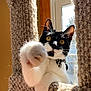 Lokie joined the competition — help win amazing prizes! cat, tuxedo_cat, paw, whiskers, yellow_eyes, window, sunlight, backlit, cat_tree, scratching_post, plush, indoor, pet, playful, portrait, collar, fur, closeup, reaching, cozy