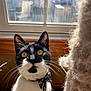 Lokie joined the competition — help win amazing prizes! cat, tuxedo_cat, pet, feline, whiskers, yellow_eyes, bandana, bow_tie, window, sunlight, indoor, fur, portrait, ears, nose, scratching_post, window_sill, cozy_blanket, curious_expression, close_up