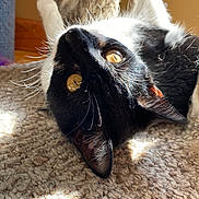 Lokie joined the competition — help win amazing prizes! cat, black_and_white_cat, feline, pet, whiskers, amber_eyes, close_up, portrait, indoor, sunlight, carpet, textured_carpet, playing, cozy, fur, ear, nose, paw, scratching_post, cat_tree