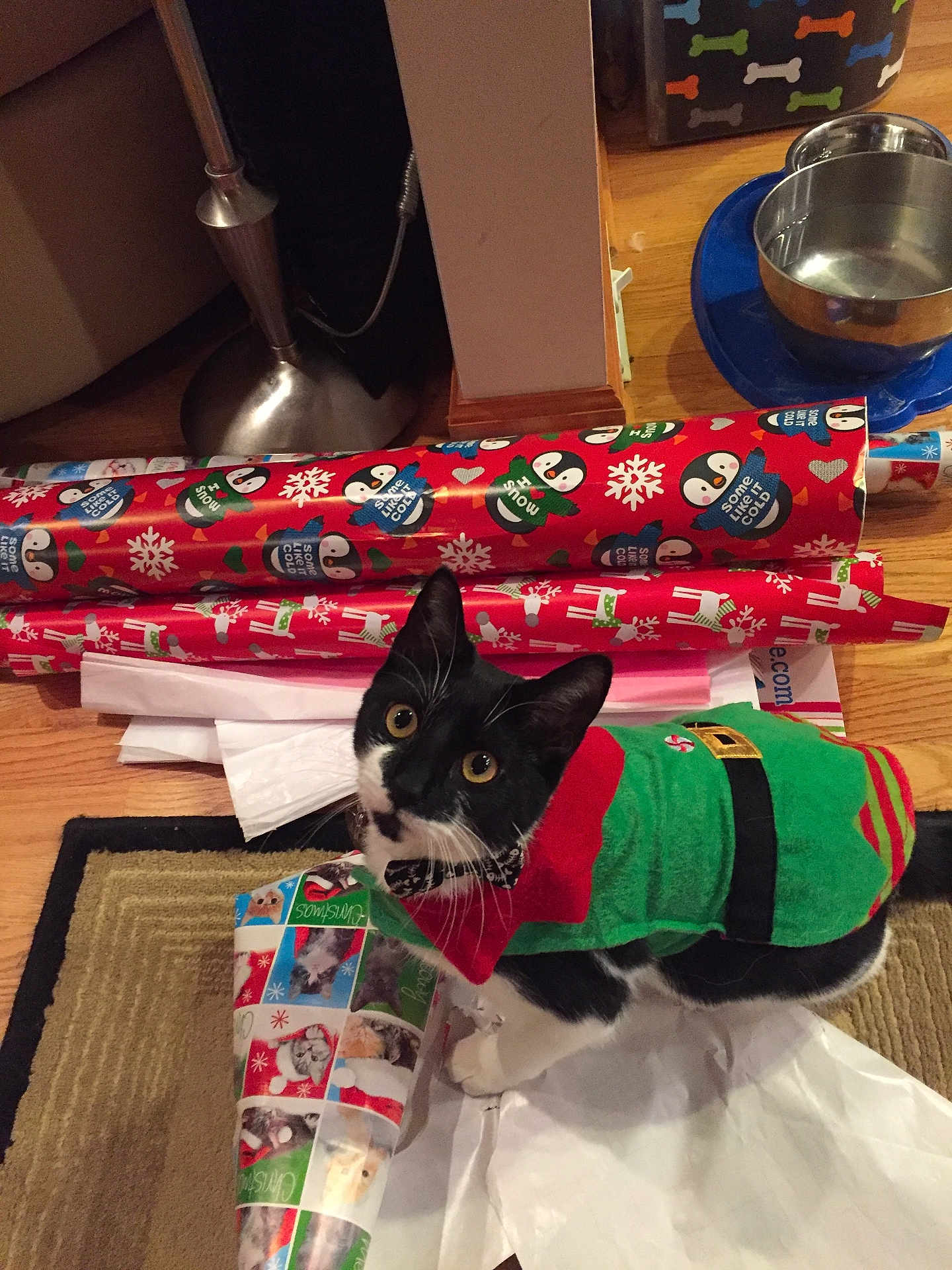 Lokie joined the competition — help win amazing prizes! cat, tuxedo_cat, pet, costume, christmas_costume, wrapping_paper, gift_wrap, gift, roll_of_paper, bowl, water_bowl, hardwood_floor, rug, lamp, holiday, festive, curious, looking_up, black_and_white, feline