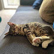 Binx joined the competition — help win amazing prizes! cat, tabby, sleeping, paw, fur, couch, indoor, pet, relaxing, cozy, domestic_animal, whiskers, closeup, soft, nap, feline, blurred_background, home, comfort, resting