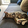 cat, tabby, sleeping, paw, fur, couch, indoor, pet, relaxing, cozy, domestic_animal, whiskers, closeup, soft, nap, feline, blurred_background, home, comfort, resting