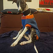 Byron participe au concours pour gagner de l'argent avec cette photo : dog, whippet, greyhound, sweater, clothing, sitting, bed, blanket, couch, pillows, indoor, portrait, pet, black_and_white, brindle, long_legged, collar, home, posters, cozy