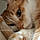 Garrus