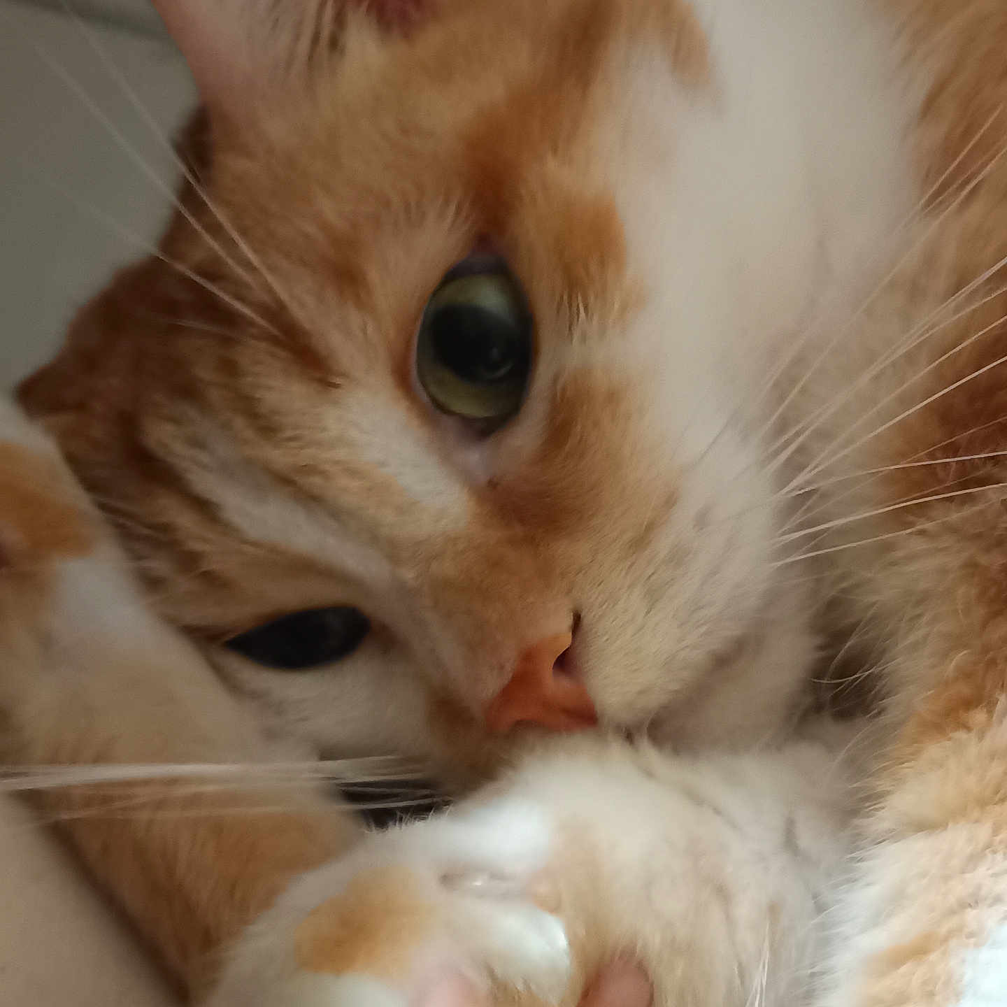 Garrus a rejoint le concours — aidez-le/la à gagner de superbes lots ! cat, orange_cat, white_cat, feline, pet, animal, close_up, portrait, fluffy, fur, whiskers, eye, green_eye, pink_nose, paw, indoors, cozy, resting, cuddly, photography