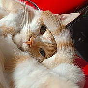 Garrus a rejoint le concours — aidez-le/la à gagner de superbes lots ! cat, orange_and_white, fluffy, furry, pet, animal, whiskers, green_eyes, face, paw, tail, lounging, lying_down, indoor, red_background, chair, close_up, portrait, cute, relaxed