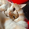 cat, orange_and_white, fluffy, furry, pet, animal, whiskers, green_eyes, face, paw, tail, lounging, lying_down, indoor, red_background, chair, close_up, portrait, cute, relaxed