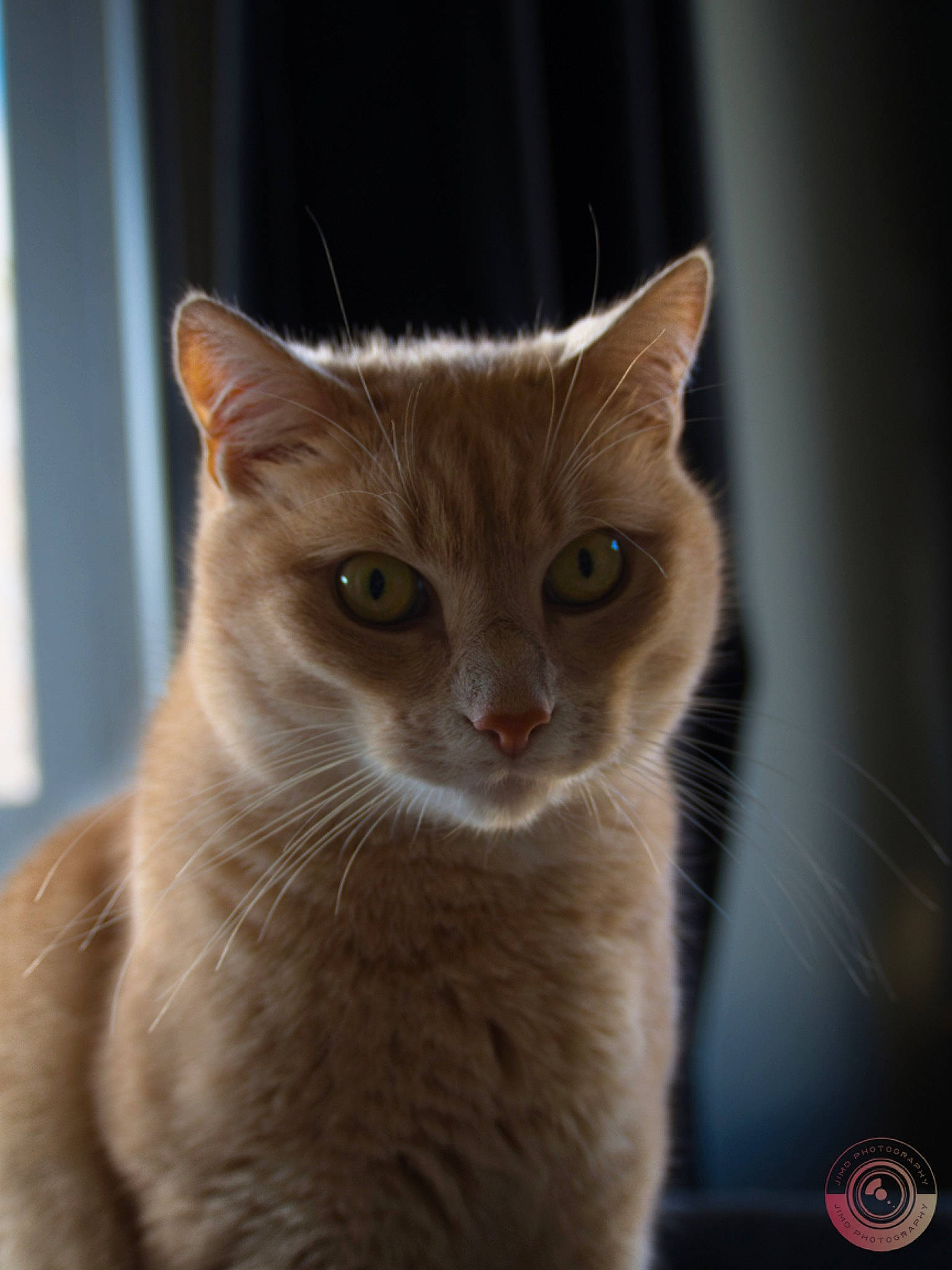 Neko a rejoint le concours — aidez-le/la à gagner de superbes lots ! carnivore, cat, cat_supply, domestic_short_haired_cat, eye, fawn, felidae, fur, pet_supply, small_to_medium_sized_cats, snout, tail, terrestrial_animal, whiskers, wildlife, window