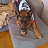 dog, german_shepherd, pet, couch, blanket, indoor, wooden_floor, toy, rope_toy, bone, clothing, shirt, animal, looking_up, brown, black, ears_up, relaxed, furniture, cozy