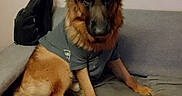 Ulky a rejoint le concours — aidez-le/la à gagner de superbes lots ! dog, german_shepherd, pet, canine, sitting, clothing, shirt, couch, sofa, indoor, furniture, backpack, wall, tail, ears, fur, animal, domestic_animal, looking, resting